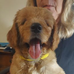 Yellow Male - Cream male Goldendoodle puppy in Vernon, Vermont from Dynamic Doodles of Southern Vermont