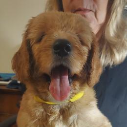 Yellow Male - Cream male Goldendoodle puppy in Vernon, Vermont from Dynamic Doodles of Southern Vermont