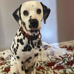 Buckshot - Dalmatian