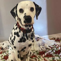 Buckshot - Dalmatian