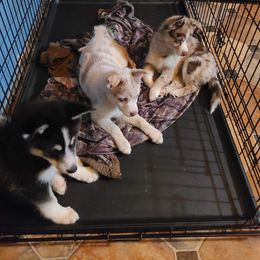 Pomsky Puppies from Ultimate Pomskies LLC