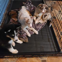 Pomsky Puppies from Ultimate Pomskies LLC