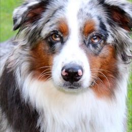 Miniature Australian Shepherd and Toy Australian Shepherd All Grown Up from 2Lazy2P Mini Aussies