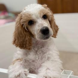 Pearl - Parti female Poodle puppy in Bellville, Ohio from Cedar Ridge Standard Poodles