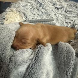 Paul - Red male Dachshund puppy in Palo Cedro, California from RK Doxies