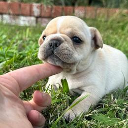 Mistletoe - Cream female French Bulldog puppy in Elmore City, Oklahoma from OK America Kennels