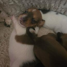 Butterscotch - Piebald female Dachshund puppy in Hollis, Oklahoma from Write Breed Doxies