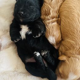 Rex- - Black male Havapoo puppy in Spokane, Washington from Havaluv Puppies