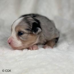 Wasabi - Blue merle female Toy Australian Shepherd puppy in Reidsville, North Carolina from Cherry Grove Kennel
