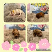 Australian Labradoodle, Cavachon, and Cavapoo Puppies from Bark & Bramble