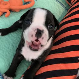 Reese - Black brindle and white Boston Terrier puppy in Jupiter, Florida from CJM Boston and Boxer Puppies