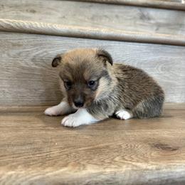 Azalea - Sable female Pembroke Welsh Corgi puppy in Phelan, California from Desert Sunset Pembroke Welsh Corgis