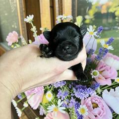 Russian Salon Dog and Yorkshire Terrier Puppies from Yorkies Kisses