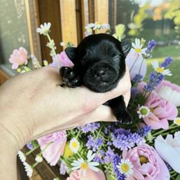 Russian Salon Dog and Yorkshire Terrier Puppies from Yorkies Kisses