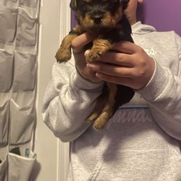 Rottweiler and Yorkshire Terrier Puppies from Superior Family Kennels