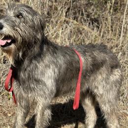 Willa - Irish Wolfhound