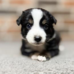 Toby (ASDR and AKC) - Black tri male Miniature Australian Shepherd puppy in Stockton, Missouri from Kizmit Farmz