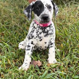 Cinder - LUA - White and black female Dalmatian puppy in Sedalia, Missouri from Missouri Dalmatians