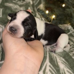 Snoopy - Piebald male Dachshund puppy in Goldthwaite, Texas from Mini Mama Dachshunds