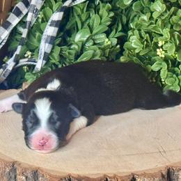 Inky - Black & white male Miniature Australian Shepherd puppy in California from Eagle River Aussies