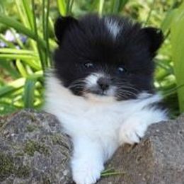 Pomeranians from Rhoda's Precious Poms