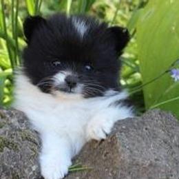 Pomeranians from Rhoda's Precious Poms