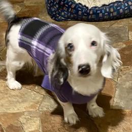 MandiMay - Dachshund