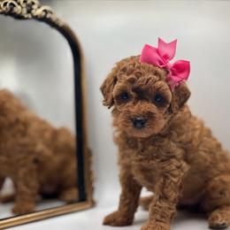 Belle - Red  female Poodle puppy in Munster, Indiana from Miranda’s Sunshine Poodles and Doodles