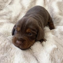 Mocha - Chocolate and tan male Dachshund puppy in Trenton, Florida from Tweenie Weenie Dachshunds