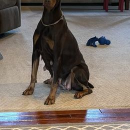 Austa - Doberman Pinscher