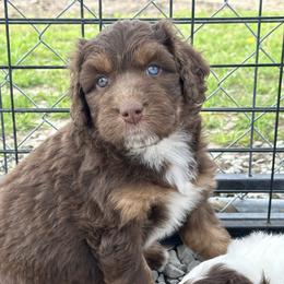 Girl 3 - Red phantom female Aussiedoodle puppy in Hillsboro, Illinois from Perfect Paws Puppies