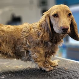 Girl 4 - Brindle Dachshund puppy in Ethel, Washington from Mickey's Miracle Doxies