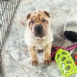 Autumn - Red fawn female Chinese Shar-Pei puppy in China, Michigan from Blackwitch Farms