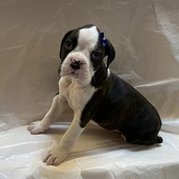 Kelly Clarkson - Brindle female Boxer puppy in Willard, North Carolina from Boone’s Boxers of North Carolina
