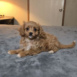 Apple - Red female Cavapoo puppy in Copan, Oklahoma from Tatums cavapoos