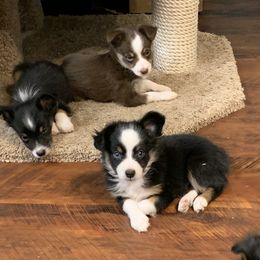 Toy Australian Shepherd Puppies from Desert Fox Aussies