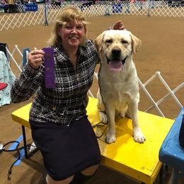 Labrador Retriever All Grown Up from Judy Lesch's Labrador Retrievers