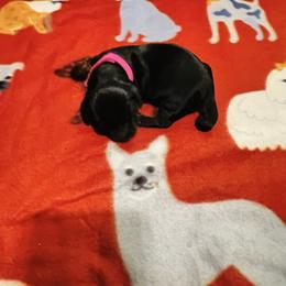 Zelda - Black and tan female Dachshund puppy in Meridian, Id 83646 3658, Idaho from Boise Best Mini Dachshunds