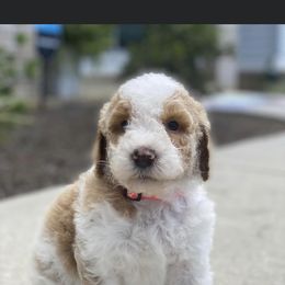 Goldendoodle and Poodle Puppies from CharleighRae Poodles and Doodles