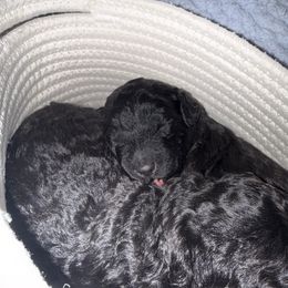 Molly - Black female Goldendoodle puppy in Litchfield, Connecticut from Gracie Doodles CT