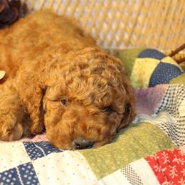 Purple Girl - Red  female Goldendoodle puppy in Belgreen, Alabama from Scott’s Farm Poodles and Doodles