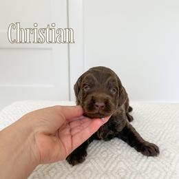 Christian (Yellow Collar) - Chocolate male Goldendoodle puppy in Bell Buckle, Tennessee from Precious Puptown Doodles