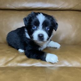 Caroline - Black & white female Miniature Australian Shepherd puppy in Brenham, Texas from Stone N Rose Kennels
