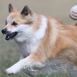 Icelandic Sheepdogs from Greenbrier Icelandics