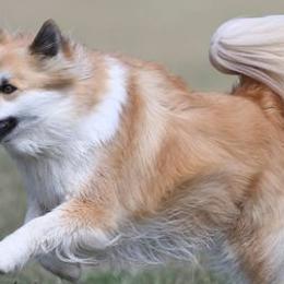 Icelandic Sheepdogs from Greenbrier Icelandics