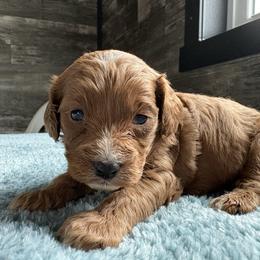 Forest - Red male Cavapoo puppy in Osseo, Michigan from Smiths Fluffy butts