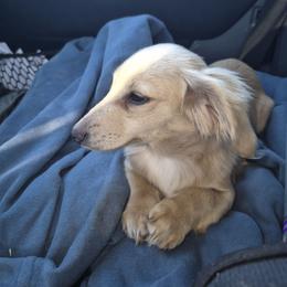 Dolly - Dachshund