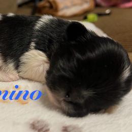 Domino - Black and white male Shih Tzu puppy in Hemet, California from Aloha Shih Tzu