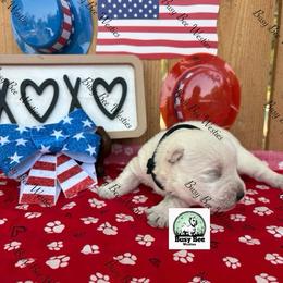Baby (now black) - White male West Highland White Terrier puppy in Colorado from Busy Bee Westies