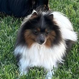 Kiya - Pomeranian